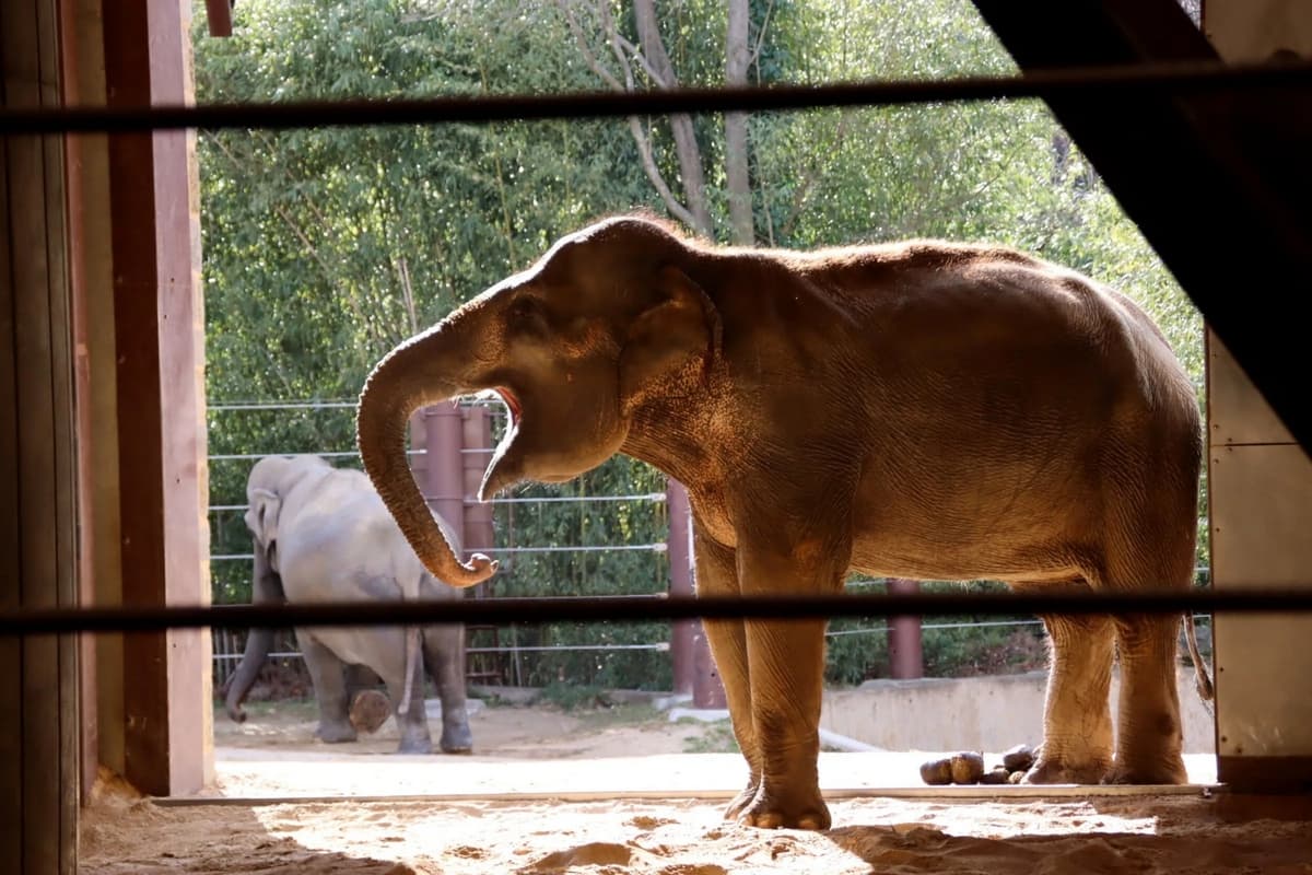 A lone elephant stands in a doorway while another elephant is visible in the background.